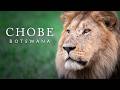 The Path of a Lion: Chobe National Park, Botswana (4K)