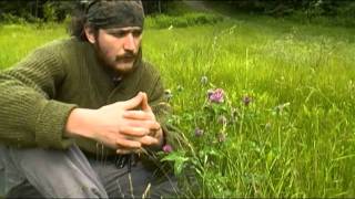 Foraging Edible Plants - Red Clover | Wild Food