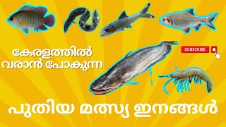 കേരളത്തിൽ വളർത്താൻ സാധിക്കുന്ന പുതിയ ഇനം മത്സ്യങ്ങൾ