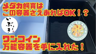 【メダカ】ワンコイン万能メダカ飼育容器をご紹介します！