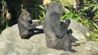 お部屋に帰りたくてトトさんの背中を押すスモモちゃん【‎2025年‎1月8日】【上野動物園】ゴリラ