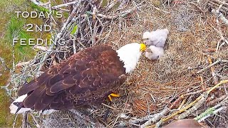 #139🦅SWFL Eagle Nest／F23💗M15／Southwest Florida Eagle Cam