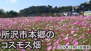 【4K】所沢市本郷のコスモス畑が見頃（2024年10月13日）