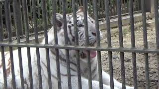 2022.3.13 宇都宮動物園☆ホワイトタイガーのシラナミちゃんとイーサンくん_05