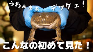 ついに見つけた超巨大な「タピオカガエル」飼います！！！！