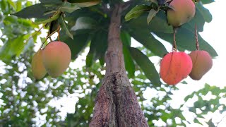 HOW TO GRAFT MANGO? WITH RESULTS GRAFTING DOUBLE ROOTSTOCK MANGO