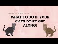 What To Do If Your Cats Don't Get Along!