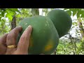 എല്ലാ സീസണിലും ഇനി പപ്പായ ഉണ്ടാക്കാം papaya cultivation in malayalam air layering method in pot