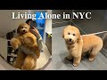 Home Alone| Puppy's first teddy bear haircut, eating out in NYC, sushi, high tea