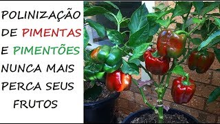 POLINIZAÇÃO de Pimentas e Pimentões Nunca mais perca Frutos!