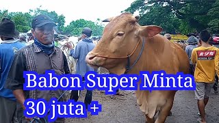 Sapi Indukan Limosin Super