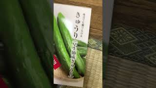 人生初の種からきゅうり🥒を育ててみるよ。四つ這いだから、支柱が無くても大丈夫だよね👌