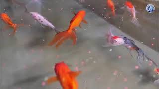 Pradhan Mantri Matsya Sampada Yojana : ornamental fish