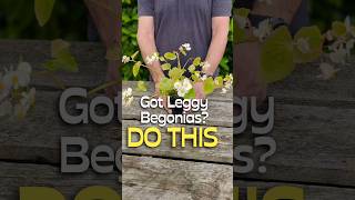 Leggy Begonias? Try This Simple Fix