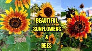 அழகான சூரியகாந்தி பூக்கள் | Beautiful Sunflowers and Bees in Garden #shorts