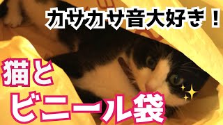 久しぶり！大きなビニールにテンション上がる猫様。