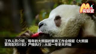 棕色大熊猫七仔将参与繁殖计划！它是全球唯一一只圈养棕色熊猫