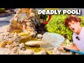 Saving FISH LIVING In DEADLY Abandoned POOL!