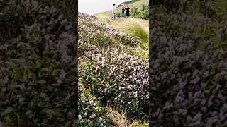 Neelakurinji Kallippara #kurinji #idukki #kerala #munnar #hills #travelvlog #coupletravellers #tour