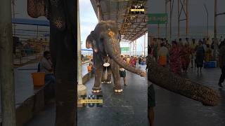 തലകറങ്ങി പോസ്റ്റിൽ ചാരി ഒരു നിൽപ്പുണ്ട് 😃 | Elephant Video | #shorts #elephant #malayalamnews #funny