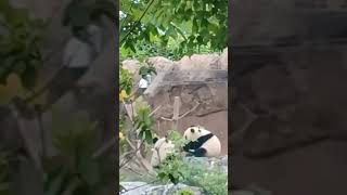 【カワイさ200%】食事中のシンシンと遊ぶレイレイがカワイイ！！～This Giant panda cub and her mother's action is cute.