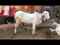 មេគោក្រមុំឡាយមហាសែនស្អាត khmer cow video