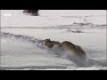 lone wolf riskuje svůj život pro lásku yellowstone bbc země