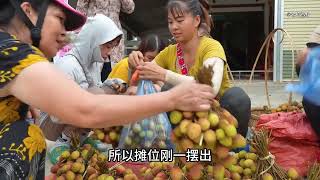 梦玲采摘荔枝投喂小猪 梦玲采摘荔枝投喂小猪#荒野建造 #田园生活