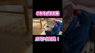 【猫の爪切り】これでもできなかったら!? #動物病院 #猫 #猫の爪切り