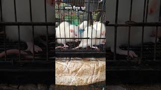 একসাথে এতো সাদা ইঁদুর দেখেছেন 🐭 #rijupetsvlog #birdslover #youtubeshorts #albino #rat