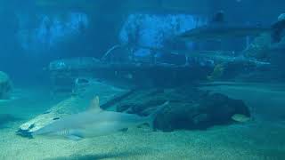 Shark in a large aquarium Official Compilation