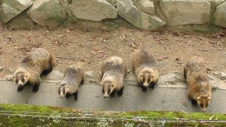 アナグマ,広島市安佐動物公園,Japanese Badger,Asa Zoo,Hiroshima,Japan