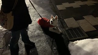 【秋田犬もんたろう #107】「サンタのコスプレ」Akita inu