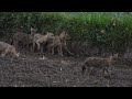 Golden Jackal funny playing--4k wildlife Bangladesh