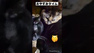 重なって寝てる3匹にゃんずがあのキャラにしか見えない…😹 #猫 #cat #猫のいる暮らし #猫動画 #保護猫