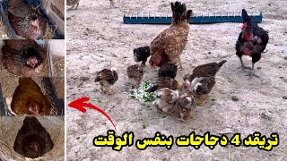 يوميات الدجاج 🐔 كركت 4 دجاجات بنفس الوقت + خليت الافراخ يسرحون 🐥