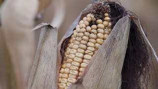 AgweekTV: Planting to Processing - Corn Harvest