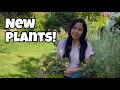 New Plants for Late Spring Planting! 