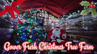 Fresh CHRISTMAS Fun at Gower Tree Farm!