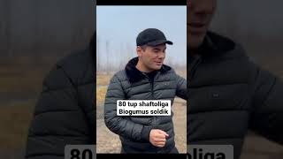 80tup shaftoliga biogumus soldik yaqinda o’zlaring ko’rasizlar 🤝✅