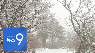 설악산에 15㎝ 쌓였다…4월 마지막날 폭설에 뒤덮인 봄꽃 [뉴스 9]