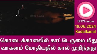 கொடைக்கானலில் காட்டெருமை மீது வாகனம் மோதியதில் கால் முறிந்தது