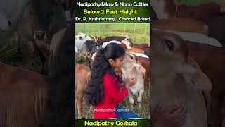 Nadipathy micro \u0026 Nano Cattle | 1 to 2 Feet Height | #miniature #trending #minicows #yt #youtube