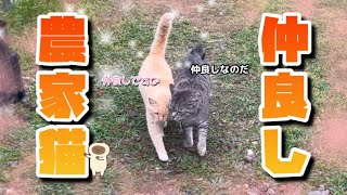 【4/21】農家ネコたちは仲良し🐈‍⬛🐈【農園生活ダイジェスト】