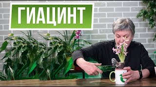 Что делать с гиацинтом после покупки 🌺