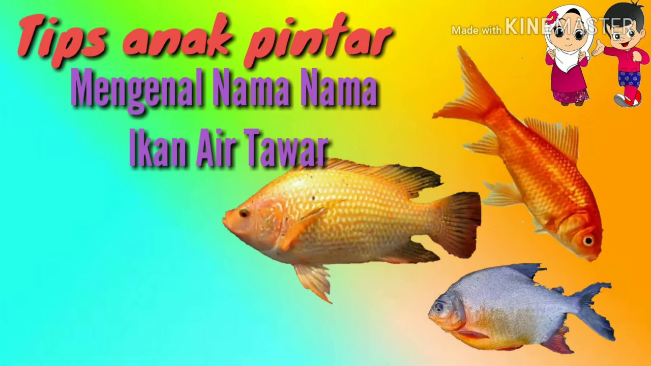 Belajar Mengenal Nama Nama Ikan Air Tawar - YouTube