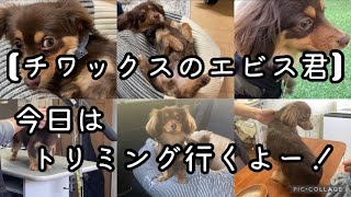 【チワックス大好きアラフォーパパ】愛犬チワックスのトリミングday!