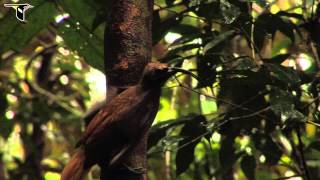 Black-billed Sicklebill