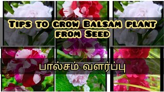 Balsam Growth from Seed/பால்சம் வளர்ப்பு/காசிதும்பை வளர்ப்பு/How to grow Balsam/ Tips to Grow Balsam