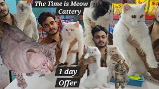 offer wale Persian kittens and cat's available in Hyderabad at The Time is Meow Cattery | pet 🦁 \u0026 🐆